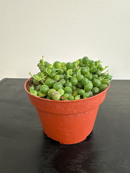 String of Pearls (a)