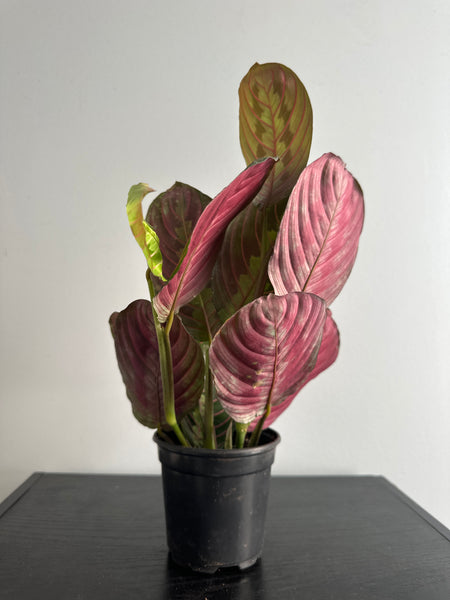 Red Maranta Plant (a)