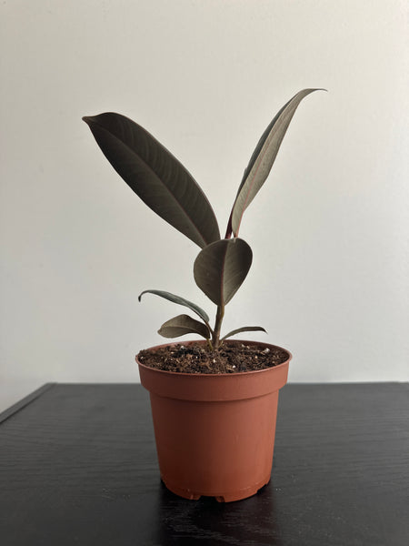 Ficus Elastica Rubber Plant