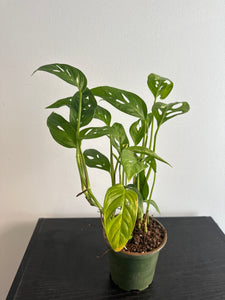 Monstera Adansonii Narrow Form