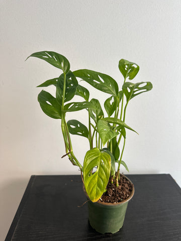 Monstera Adansonii Narrow Form