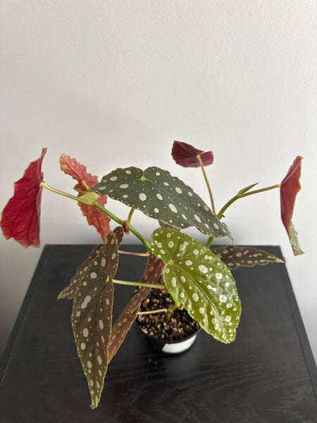 4" Polka Dot Begonia Maculata (c)
