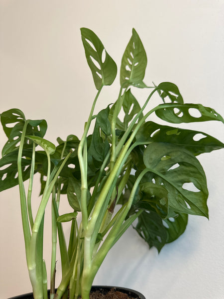 6” Monstera Adansonii (b)