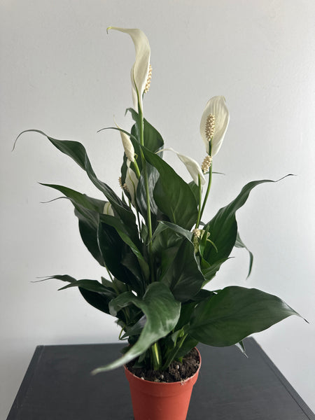 Peace Lily (c)