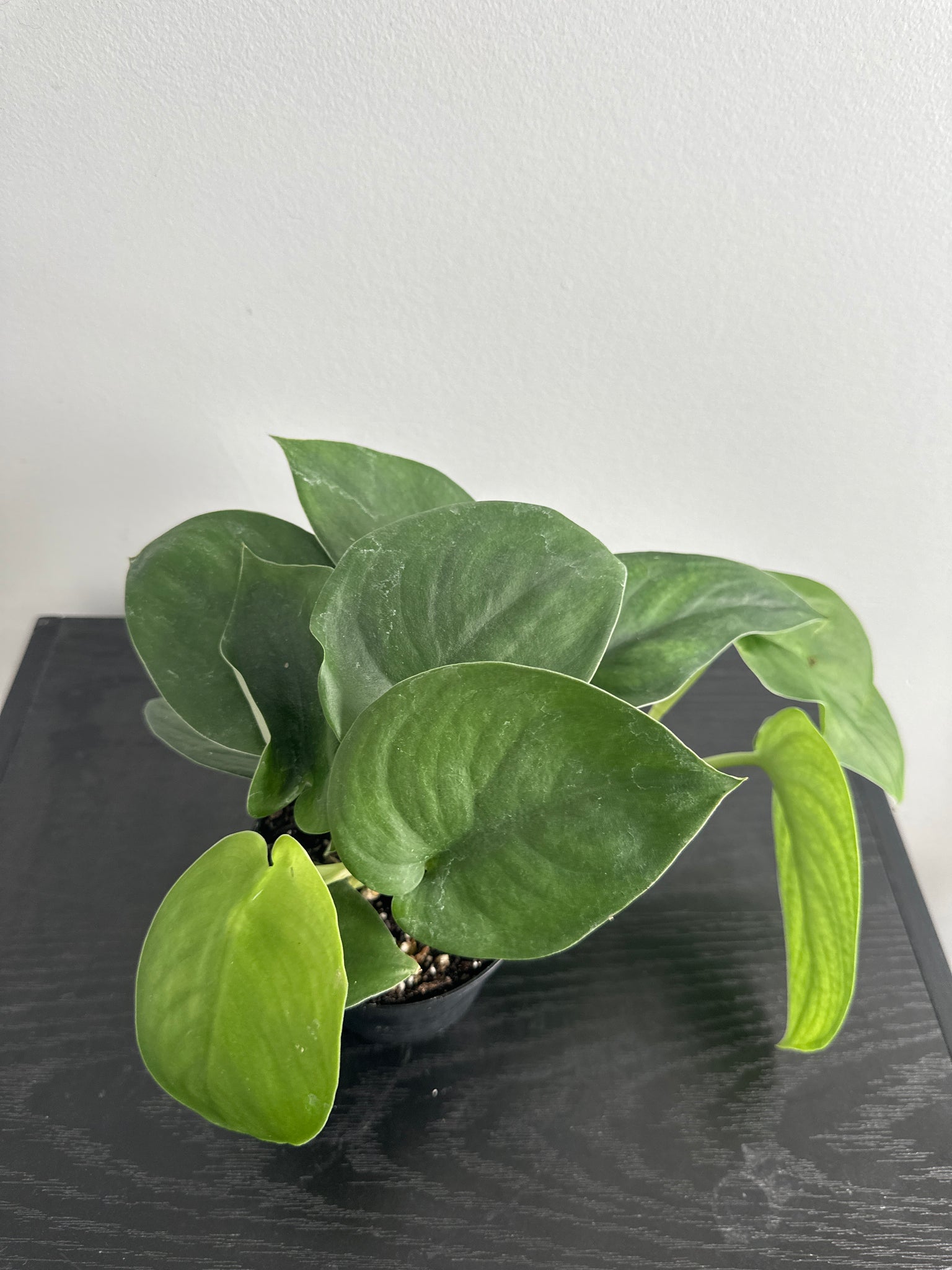 4" Scindapsus 'Jade Satin' (a)