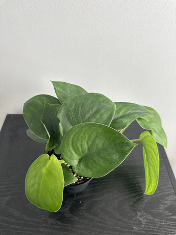 4" Scindapsus 'Jade Satin' (a)