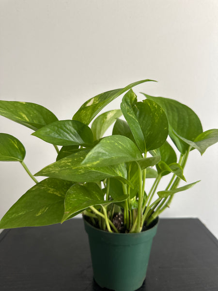 Golden Pothos