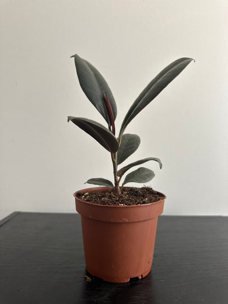 Ficus Elastica Rubber Plant