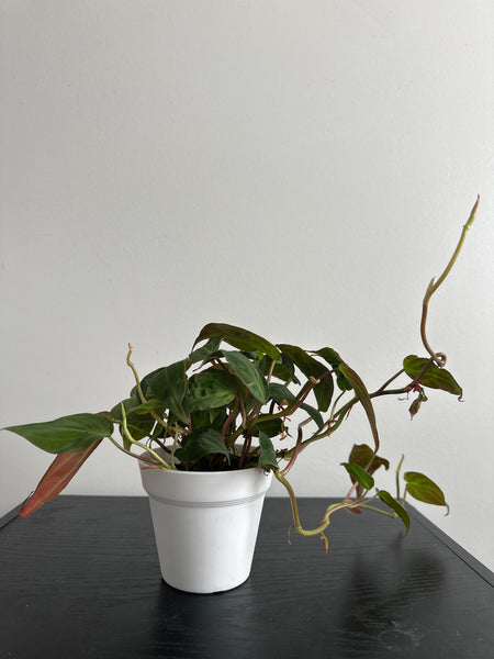 Philodendron Mican (a)