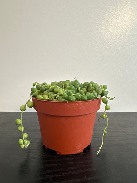 String of Pearls (b)