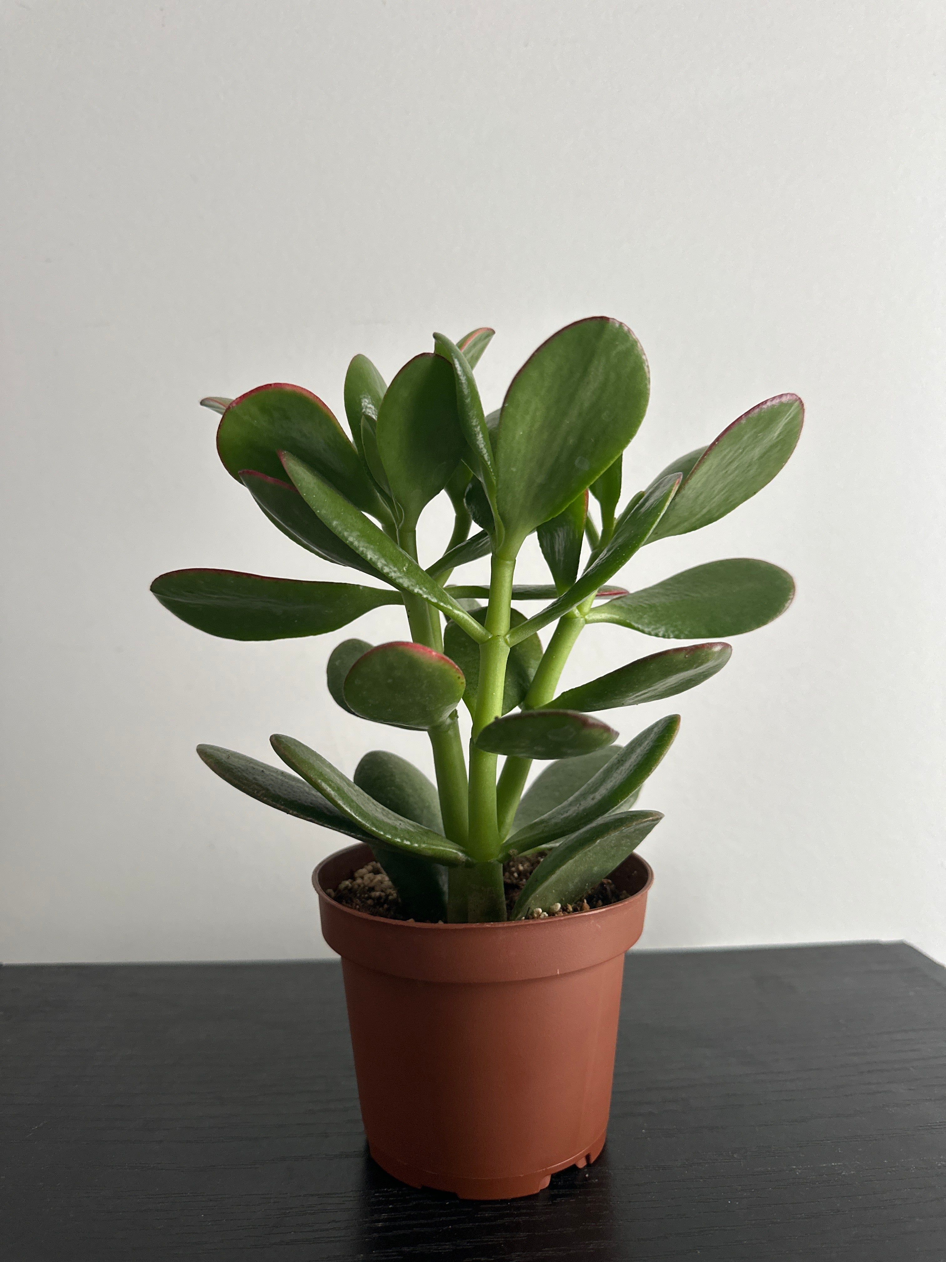Jade Plant