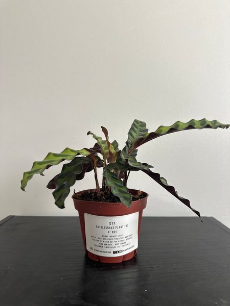 4" Calathea Lancifolia 'Rattlesnake' (d)