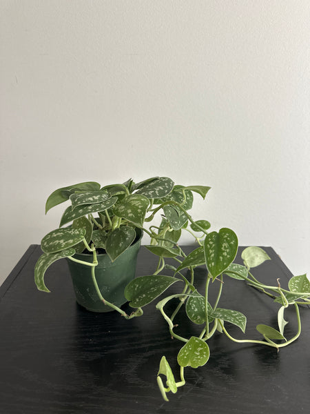 Scindapsus Pictus {Satin Pothos} (b)