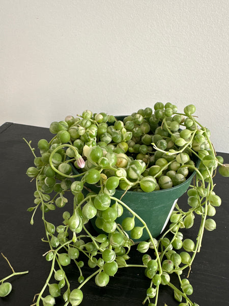 Variegated String of Pearls (a)