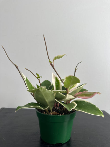 4" Hoya 'Krimson Queen' (b)