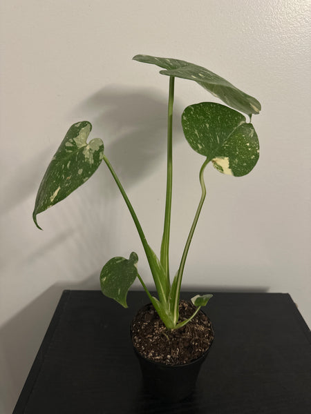 4" Monstera Thai Constellation' (b)