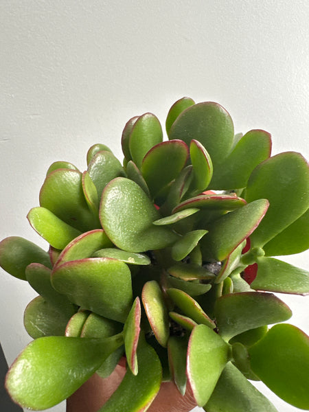 Jade Plant