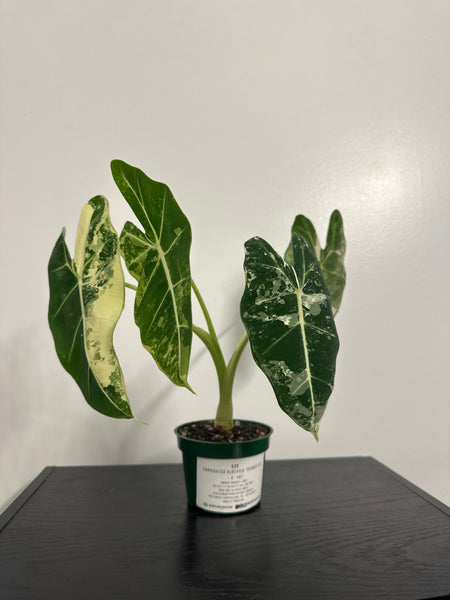 4" Variegated Alocasia 'Frydek' (e)