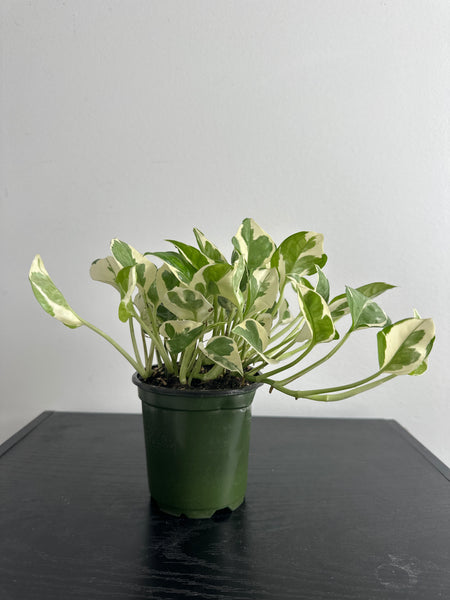 Pearls and Jade Pothos (e)