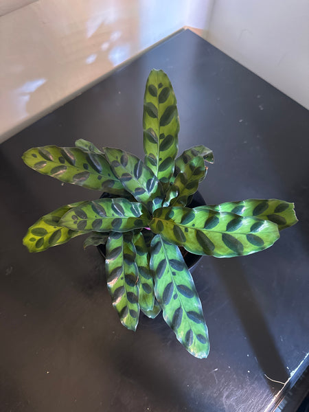 4" Calathea Lancifolia 'Rattlesnake' (a)