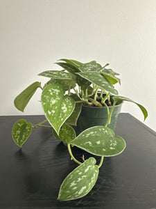 Scindapsus Pictus {Satin Pothos} (a)