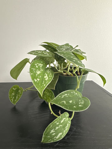 Scindapsus Pictus {Satin Pothos} (a)
