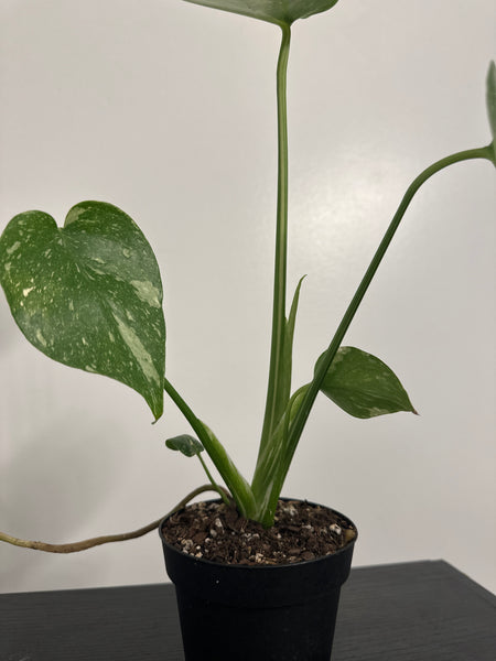4" Monstera Thai Constellation' (c)