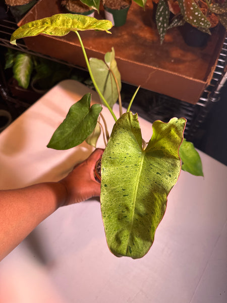 4" Philodendron ‘Paraiso Verde’ (c)