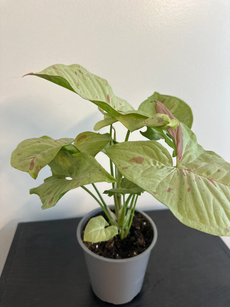 Syngonium 'Confetti' Arrowhead (b)