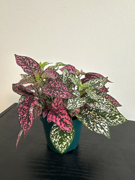 Polka Dot Plant (c)