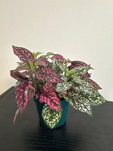 Polka Dot Plant (c)