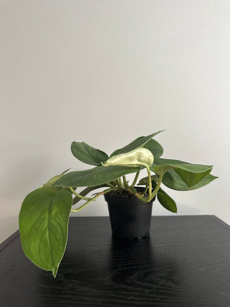 4" Scindapsus 'Jade Satin' (c)