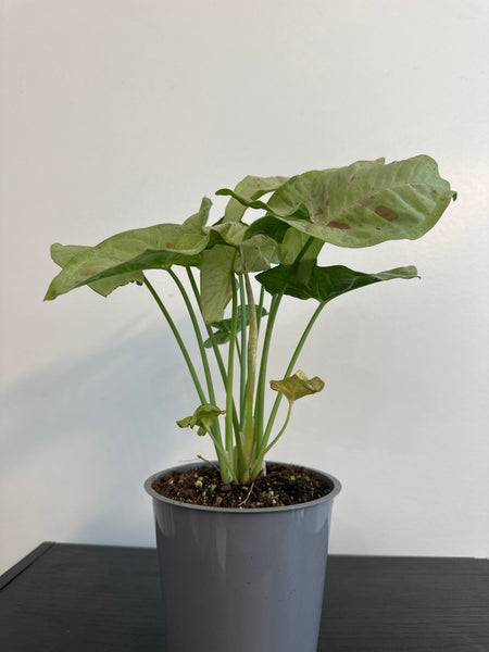 Syngonium 'Confetti' Arrowhead (c)
