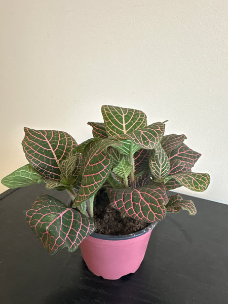 Fittonia Nerve Plant (b)