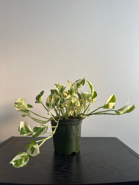 Pearls and Jade Pothos (b)