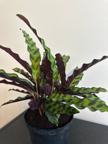 6" Calathea Lancifolia 'Rattlesnake'