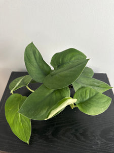 4" Scindapsus 'Jade Satin' (c)