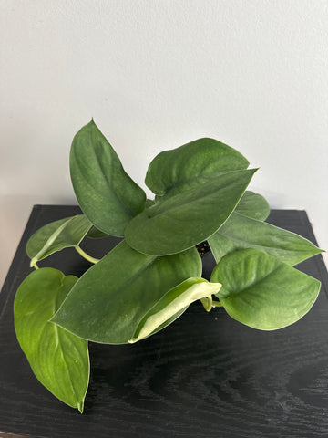 4" Scindapsus 'Jade Satin' (c)