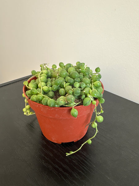String of Pearls (b)