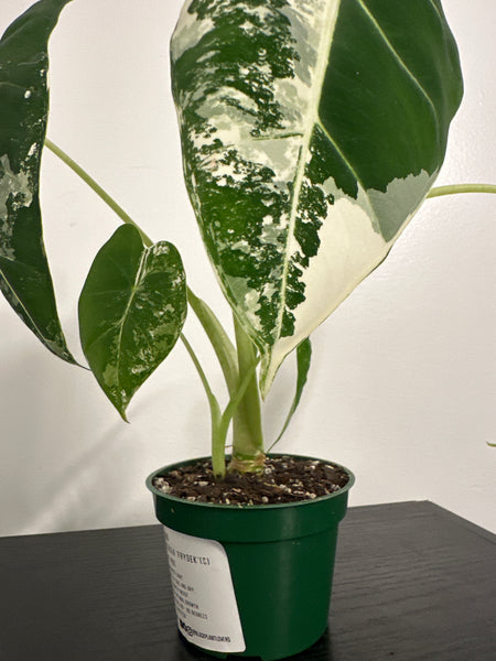 4" Variegated Alocasia 'Frydek' (c)