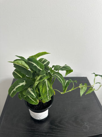 Syngonium Black Velvet