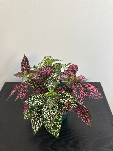 Polka Dot Plant (c)