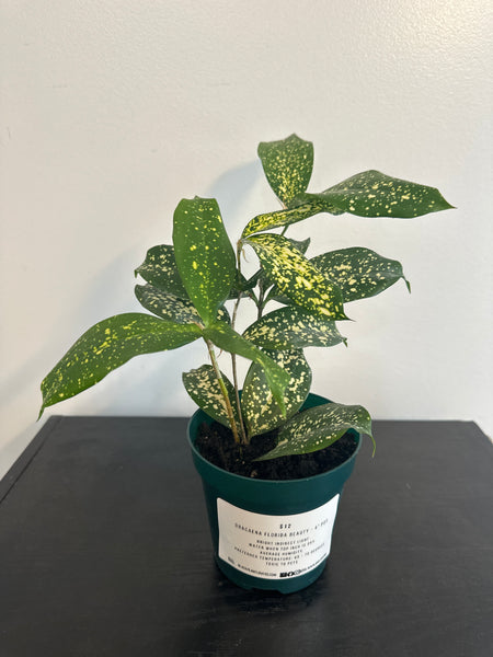 4" Dracaena Florida Beauty (b)