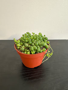 String of Pearls (c)