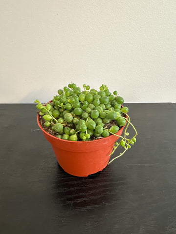 String of Pearls (c)