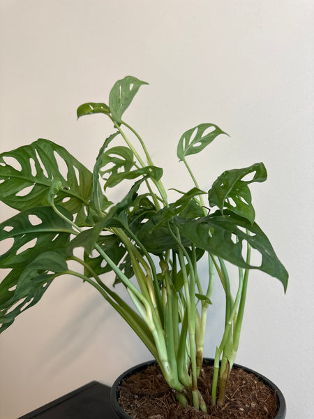 6” Monstera Adansonii (b)