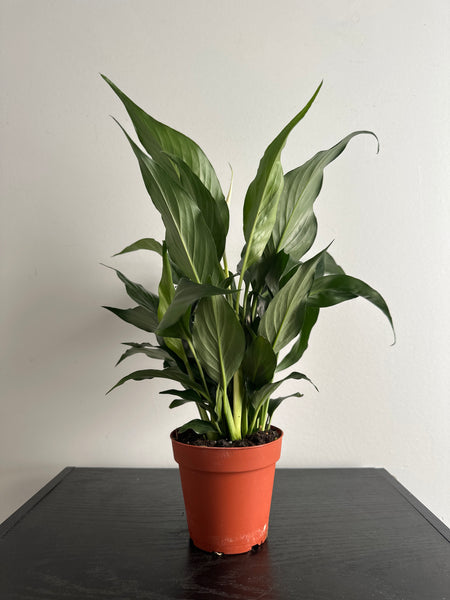 Peace Lily (b)