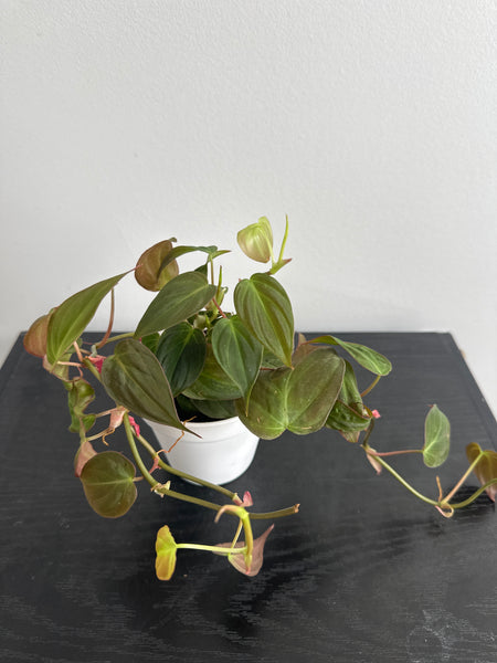 Philodendron Mican (b)
