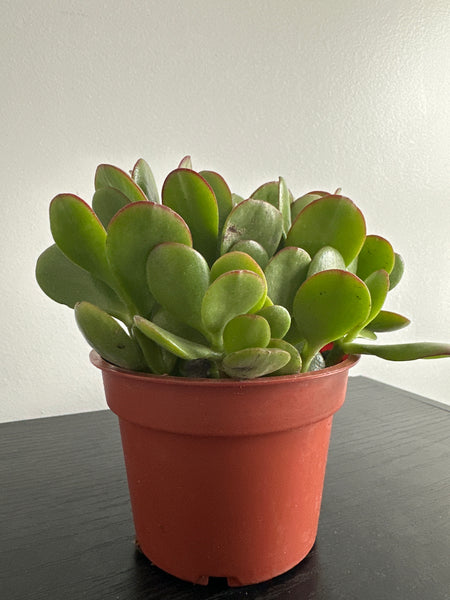 Jade Plant