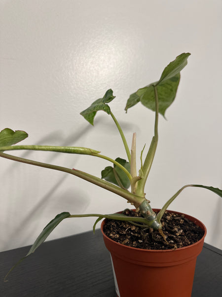 4" Philodendron ‘Paraiso Verde’ (d
